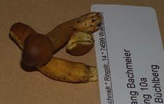 KopfigeKernkeule8