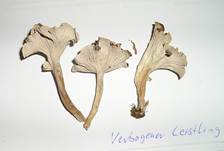 VerbogenerLeistlingEssbar22
