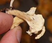 KrauserLeist09a