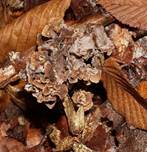 krauserleis-stling