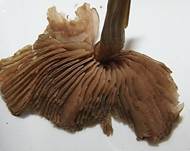 KreuzsporigerRoetling2