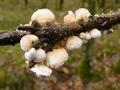 KugelStum2