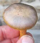 kupferrotergelb