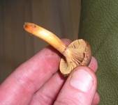 KupferroteGelbfuss