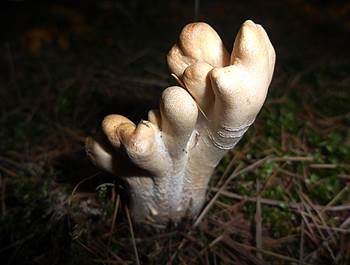 LedergelbesPustel