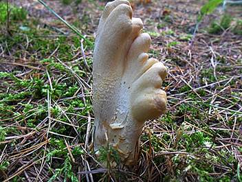 LedergelbesPustel3