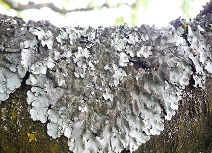 blatt-flechte3
