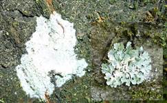 blatt-flechte