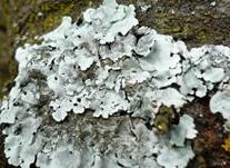 blatt-flechte2