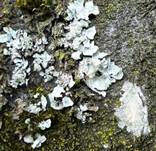 blatt-flechte4