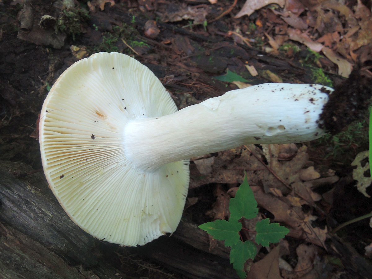 Morgenrottäubling, Netzflockiger Rosa-Täubling, Rosa Täubling, Großer Rosa  Täubling (RUSSULA AURORA (SYN. RUSSULA VELUTIPES, RUSSULA ROSEA)