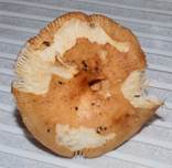 marzipan-taube