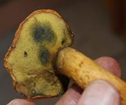 Nadel-holz-roehr