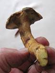 Nadel-holz-roehr7
