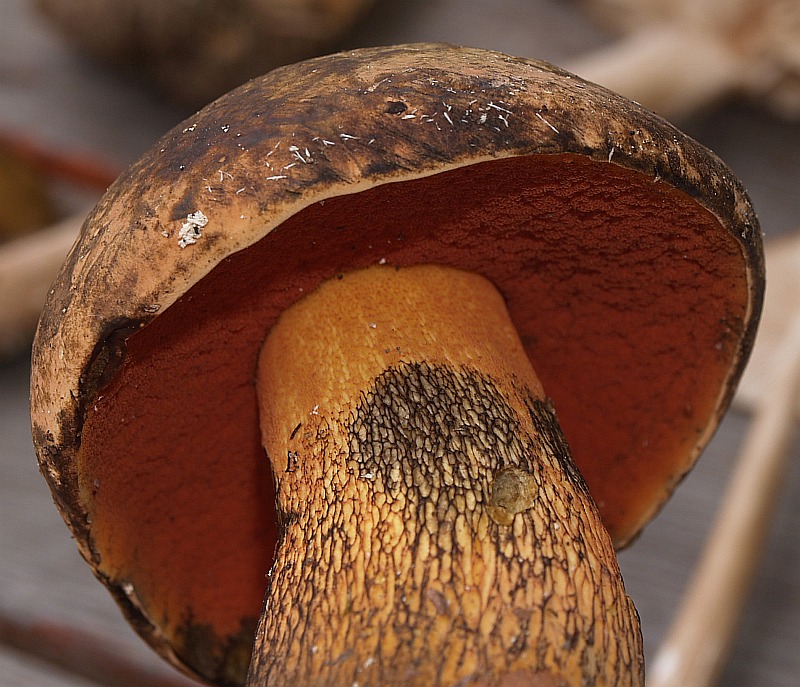 Netzstielige Hexenröhrling Netzhexe (SUILLELLUS LURIDUS SYN. BOLETUS LURIDUS)