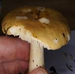 OcherT3