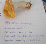 OckergelberTaubling