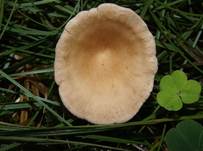 Ockerbrauner2