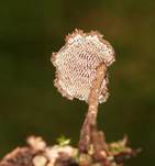 Ohrloeffel1