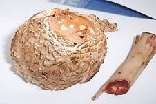 Safranschirmling2