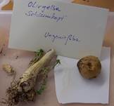 OlivgelberSchleimkopf2