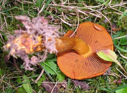 OrangefuchsigerRauhkopfErgaenzung2