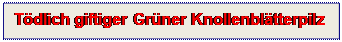 Textfeld: Tdlich giftiger Grner Knollenbltterpilz
 
