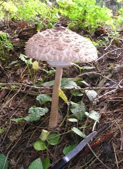 Parasol2009