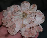 PilzaPilz
