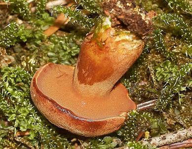 Pfefferroehrl