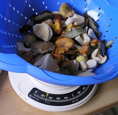 300GrammMischpilze