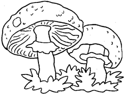 http://www.peppitext.de/WiCoBlumen/pilze06.gif