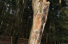 Punktfeuer5