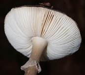 Phorpyrwulst4