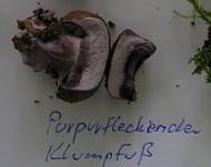 PurpurfleckigerKlumpfu