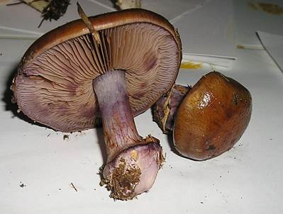 PurpurfeckigerKlumpfussEssbar10042
