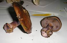 PurpurfeckigerKlumpfussEssbar1004