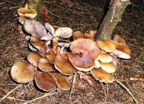 RauchblaettrigeSchwefelE7