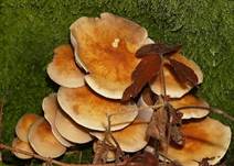 Rauchblaettrig8-