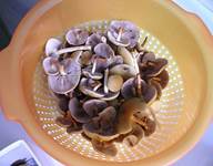 RauchblaettrigeSchweffelkoepfeEssbarErgaenzung
