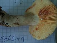 RotgeguertelterMilchling2004a