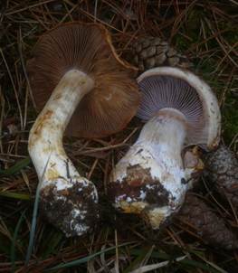 Reihiger Klumpfuss, Knollenloser Klumpfuß (CORTINARIUS GLAUCOPUS)
