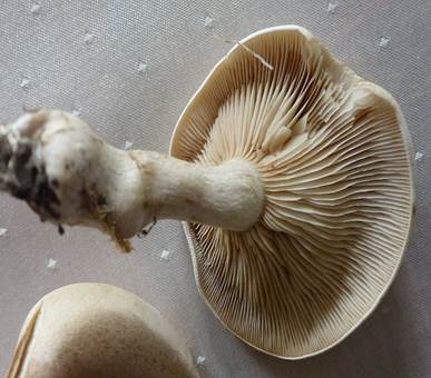 F-Trich3
