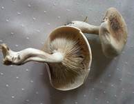 F-Trich2