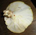 SchafporlingErgaenzung3