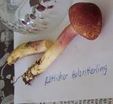 RoetlicherHolzritterling