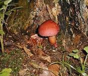 HolzritterlingErweiterung