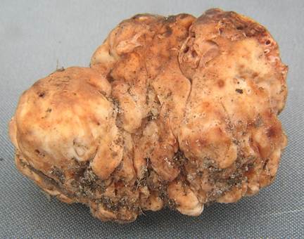 Rotbraune Rasentrüffel, Morcheltrüffel (HYDNOTRYA TULASNEI SYN