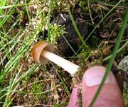 RotbraunerScheidenstreifling2004-2