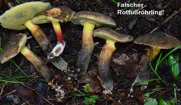 FalscherRotfussroehrling4